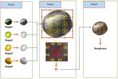 Fusion of fruit image processing and deep learning: a study on identification of citrus ripeness based on R-LBP algorithm and YOLO-CIT model